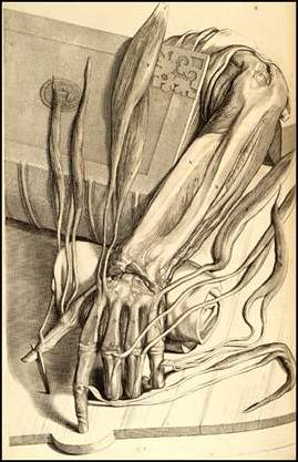 The hyper-realistic Anatomy of Govard Bidloo [1640-1711] 