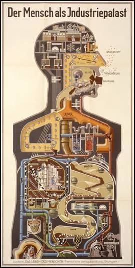 the body as a chemical plant 