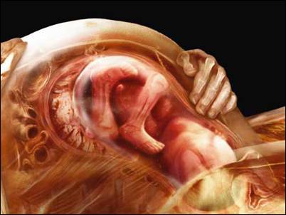 Alexander Tsiaras – A fetus