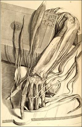 האנטומיה ההיפר הריאליסטית של גוברד בידלו [1640-1711]