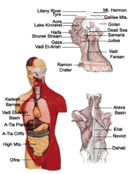 Parallels between the human body and the Geographic regions of Israel