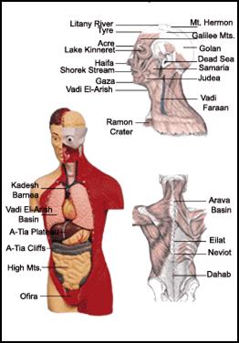 Parallels between the Human Body Organs and the Geographic Regions of the Land of Israel